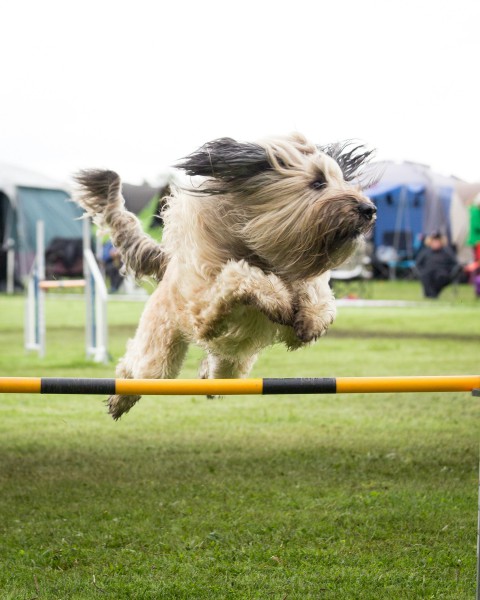 Agility 1-1