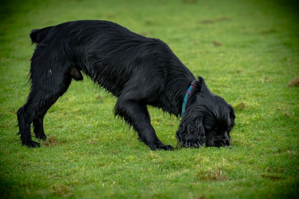 Gun Dog 1-1