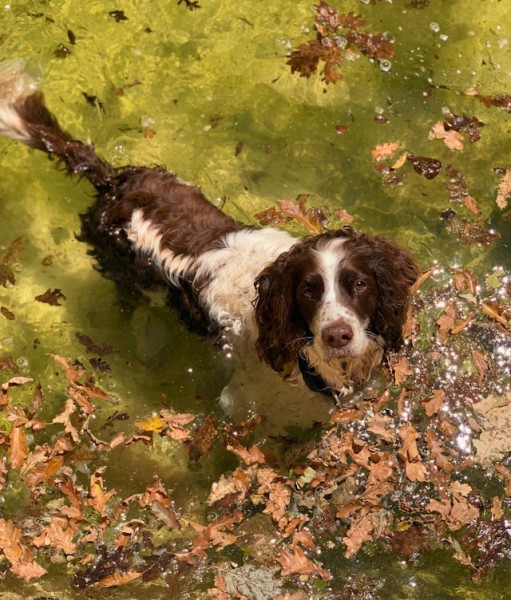 Pet Gun Dog Classes