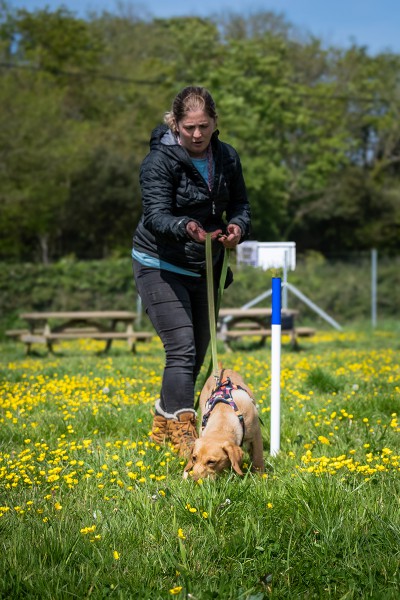 Tracking Class Charwell Dog Adventures